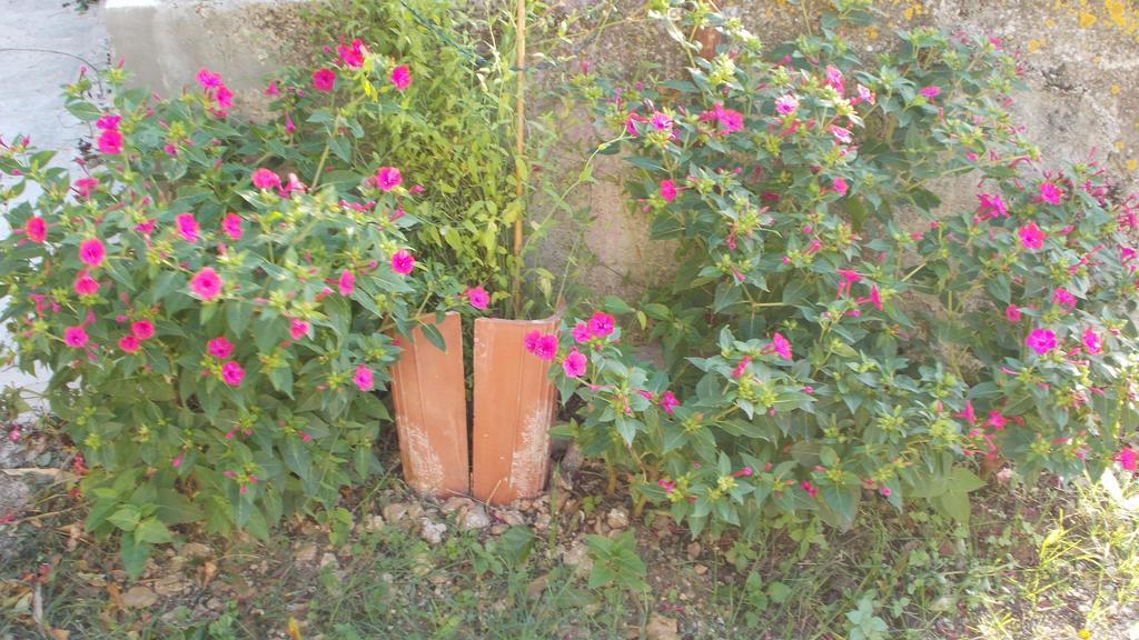 Guest House Accommodation Rupine Premantura Exterior photo